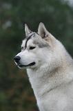 SIBERIAN HUSKY 1044